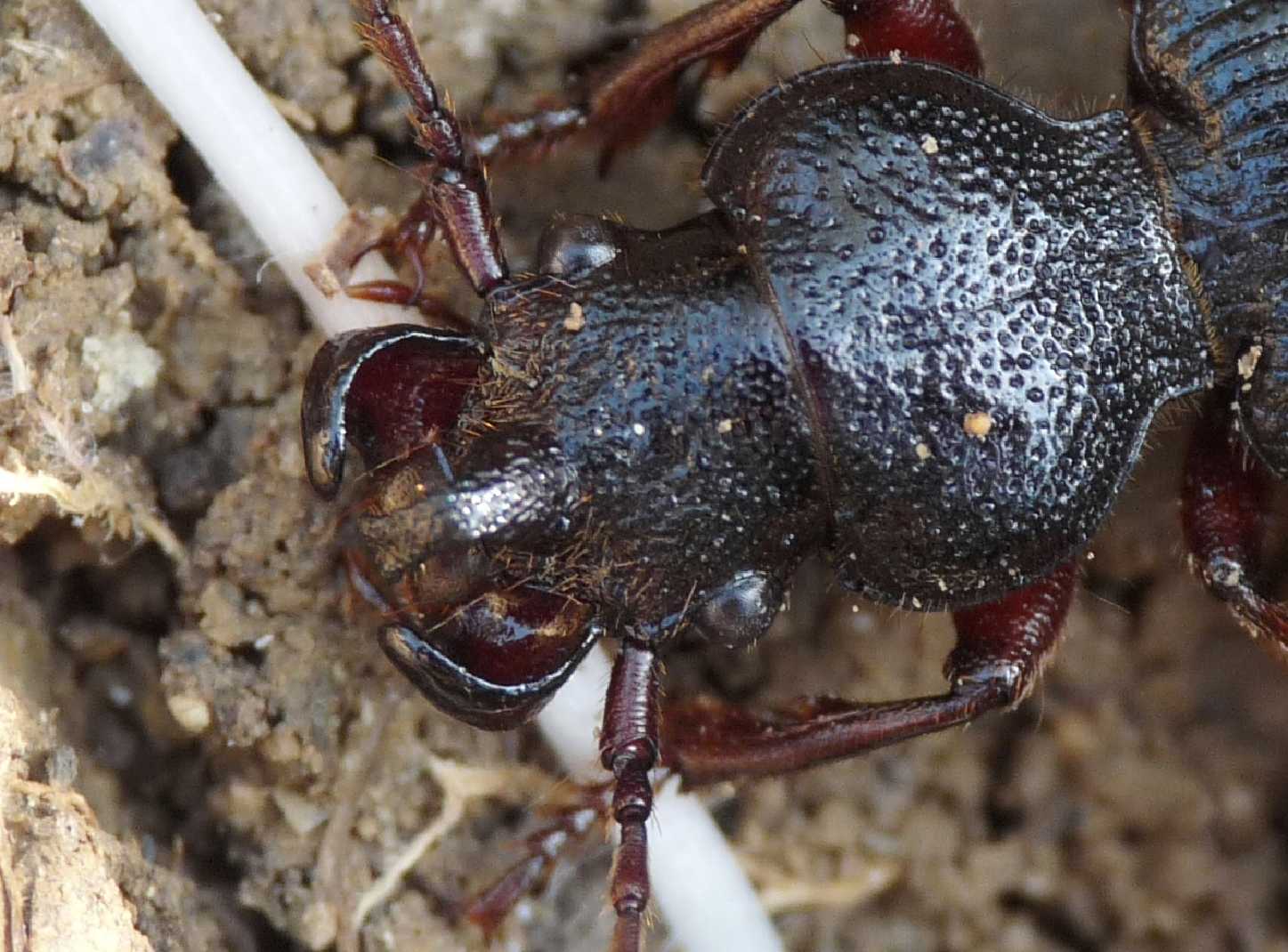 Carterus da determinare: calydonius!